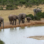 Éléphant d'Afrique (Addo elephant national park)