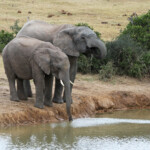 Éléphant d'Afrique (Addo elephant national park)