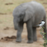 Éléphant d'Afrique et pie-grièche fiscale (Addo elephant national park)