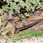 Couliou rayé (Addo Elephant National Park)