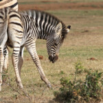 Zèbre des plaines (Addo Elephant National Park)