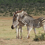 Zèbre des plaines (Addo Elephant National Park)