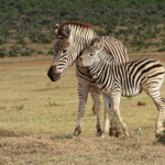 Zèbre des plaines (Addo Elephant National Park)