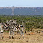 Zèbre des plaines (Addo Elephant National Park)