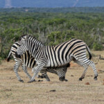 Zèbre des plaines (Addo Elephant National Park)