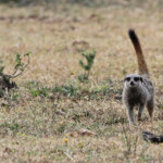 Suricate (Addo Elephant National Park)