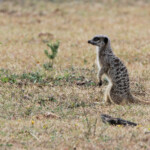 Suricate (Addo Elephant National Park)