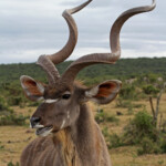 Grand Koudou (Addo Elephant National Park)