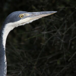 Héron mélanocéphale (Addo Elephant National Park)