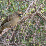 Sombre Greenbul - Bulbul importun (Addo Elephant National Park)