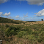 Addo elephant national park