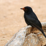 Drongo brillant (Addo Elephant National Park)