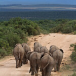 Éléphant d'Afrique (Addo Elephant National Park)