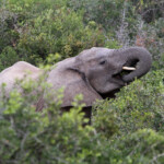 Éléphant d'Afrique (Addo Elephant National Park)