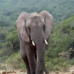 Éléphant d'Afrique (Addo Elephant National Park)