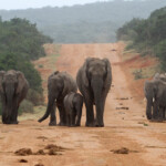 Éléphant d'Afrique (Addo Elephant National Park)