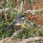 Gonolek boubou (Addo Elephant National Park)