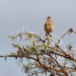 Alouette à nuque rousse (Addo Elephant National Park)