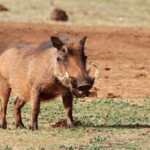 Phacochère (Addo Elephant National Park)