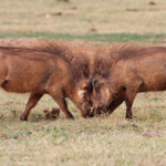 Phacochère (Addo Elephant National Park)