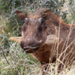 Phacochère (Addo Elephant National Park)