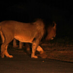 Lion (Addo Elephant National Park)