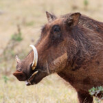 Phacochère (Addo Elephant National Park)
