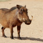 Phacochère (Addo Elephant National Park)