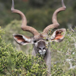 Grand Koudou (Addo Elephant National Park)