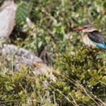 Martin chasseur à tête brune (Addo Elephant National Park)