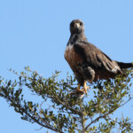 Buse rounoir (Addo Elephant National Park)