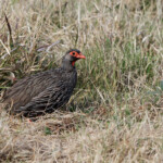 Francolin à gorge rouge (Addo Elephant National Park)