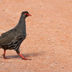 Francolin à gorge rouge (Addo Elephant National Park)
