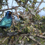 Choucador à épaulettes rouges (Addo Elephant National Park)