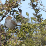 Cisticole à couronne rousse (Addo Elephant National Park)
