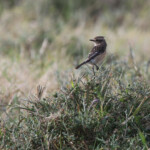 Tarier africain (femelle) (Addo Elephant National Park)