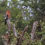 Huppe africaine (Addo Elephant National Park)
