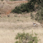 Outarde de Denham (Addo Elephant National Park)