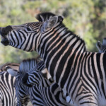 Zèbre des plaines (Addo Elephant National Park)