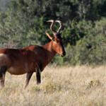 Bubale (Addo Elephant National Park)