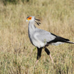 Secrétaire (Addo Elephant National Park)
