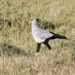 Secrétaire (Addo Elephant National Park)