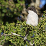 Pie-grièche fiscale (Addo Elephant National Park)