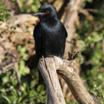 Drongo brillant (Addo Elephant National Park)