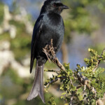 Drongo brillant (Addo Elephant National Park)
