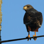 Buse rounoir (Addo Elephant National Park)