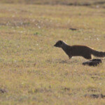 Mangouste fauve (Addo Elephant National Park)
