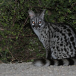Genette d'Europe (Addo Elephant National Park)