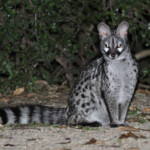 Genette d'Europe (Addo Elephant National Park)