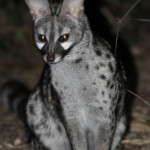 Genette d'Europe (Addo Elephant National Park)